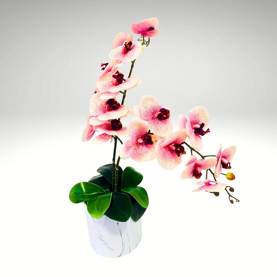 The Alba Silk Orchid